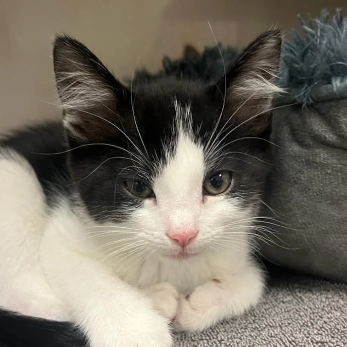A baby small-sized male Black Domestic Short Hair cat named Hiro for adoption in Redwood City, CA