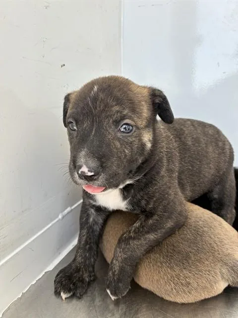 A baby small-sized male German Shepherd Dog dog named Espresso for adoption in Stockton, CA