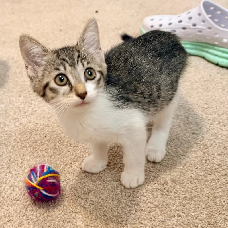 A baby small-sized female Domestic Short Hair cat named Nutmeg for adoption in La Grange, KY