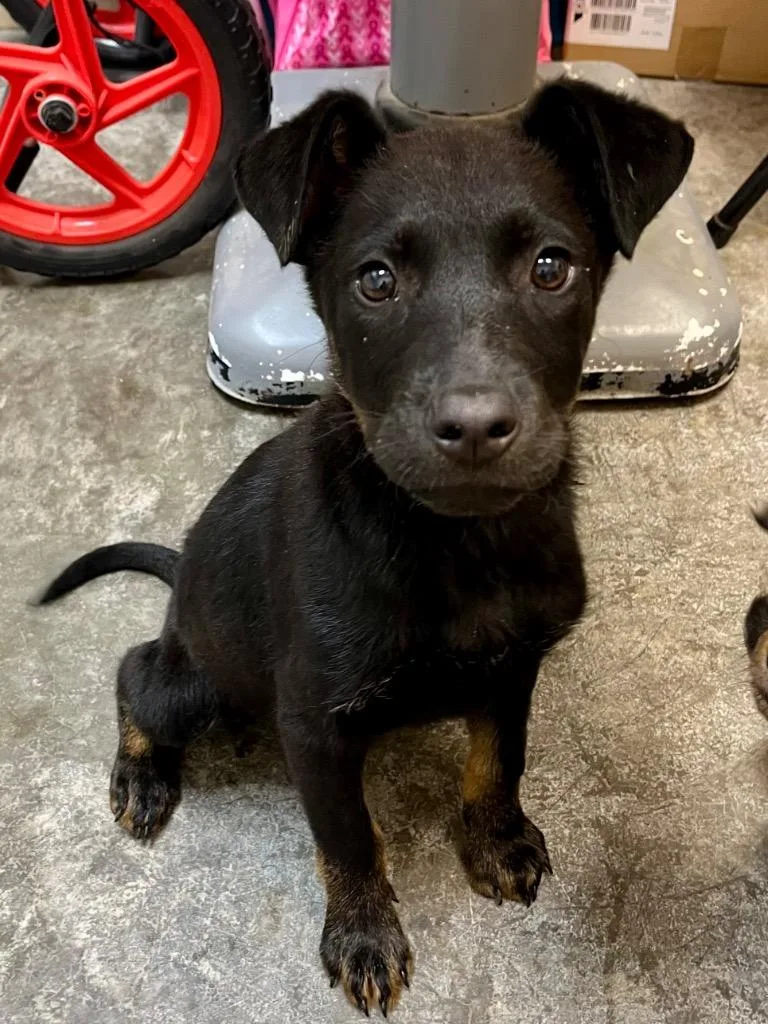 A baby large-sized male Catahoula Leopard Dog dog named Gryphon for adoption in Clinton, SC