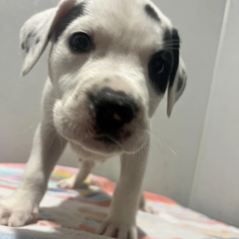 A young large-sized male White / Cream Terrier dog named Sammy for adoption in Tampa, FL