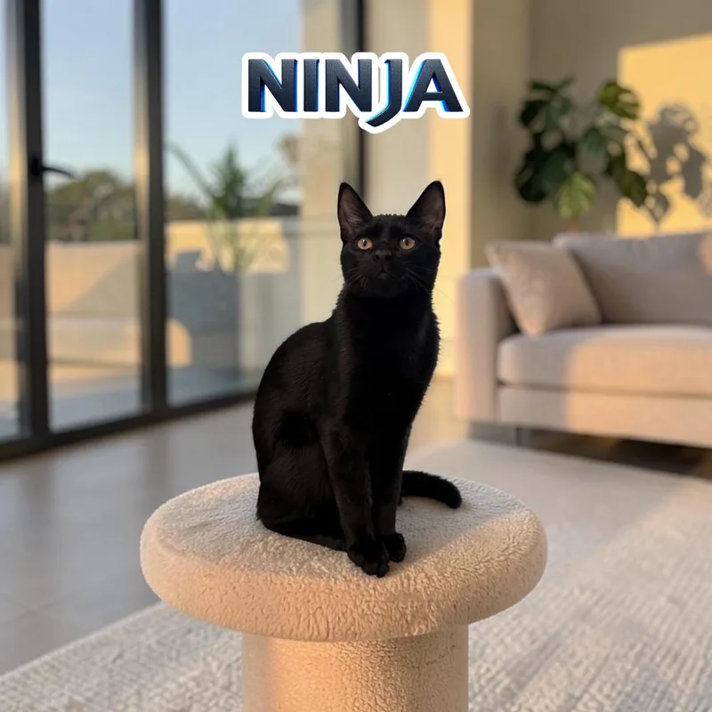 Sweet Ninja thumbnail 4
