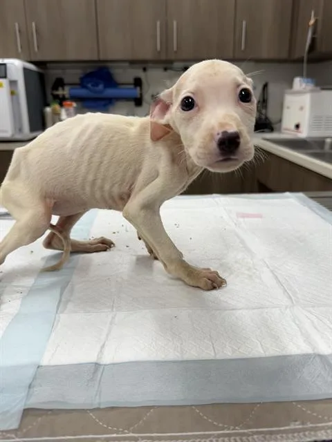 A baby small-sized female Labrador Retriever dog named Patella for adoption in Baytown, TX