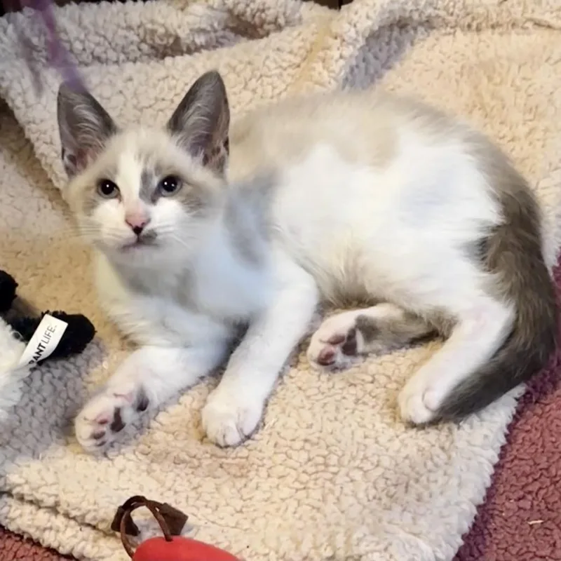 A baby small-sized male Lilac Point Siamese cat named Iguana for adoption in Westminster, CA