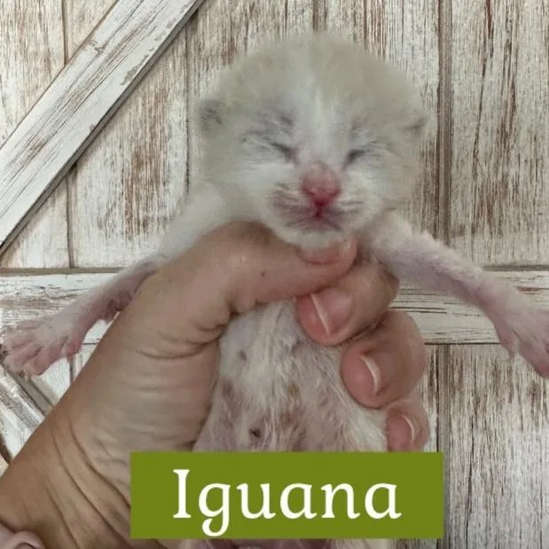 Iguana thumbnail 4