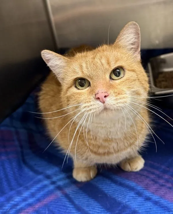 An adult small-sized female Domestic Short Hair cat named Marmalade for adoption in Great Falls, MT