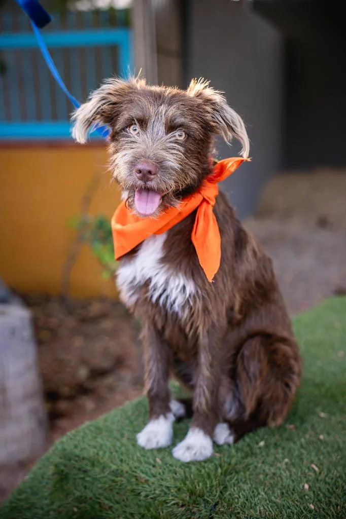 A young medium-sized female Cairn Terrier dog named Cinnamon for adoption in Anacortes, WA
