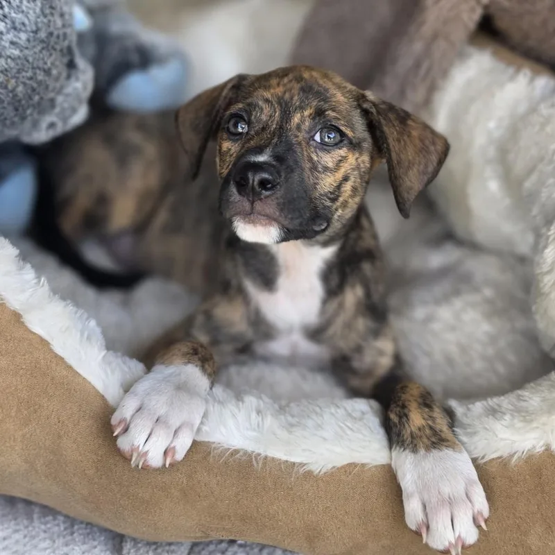 A baby medium-sized female Brindle Mixed Breed dog named Jewel for adoption in Cleveland, TX
