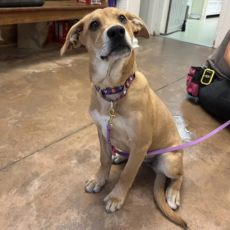 A baby medium-sized female Yellow / Tan / Blond / Fawn Shepherd dog named Noelle for adoption in Deerfield, IL
