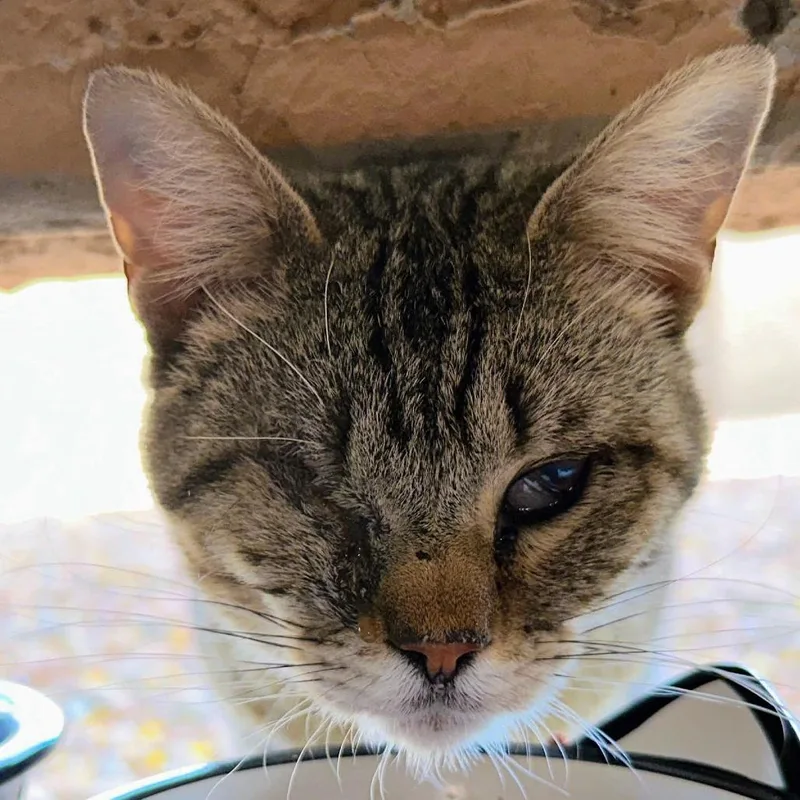 A young small-sized male Brown / Chocolate Domestic Short Hair cat named Rhonin for adoption in Casa Grande, AZ