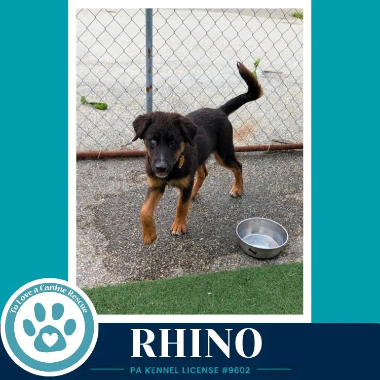 A baby large-sized female Brown / Chocolate Australian Shepherd dog named Rhino for adoption in Kimberton, PA