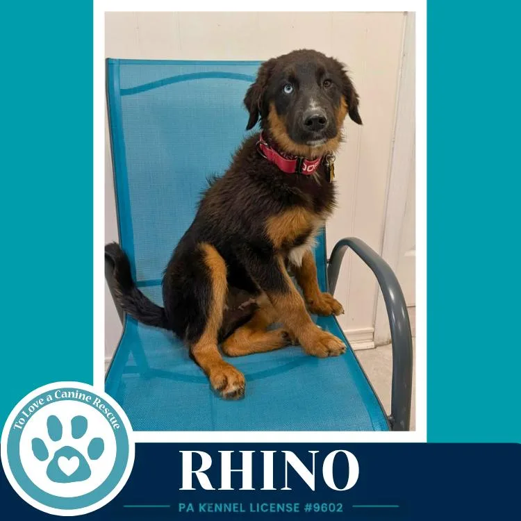 Rhino thumbnail 2