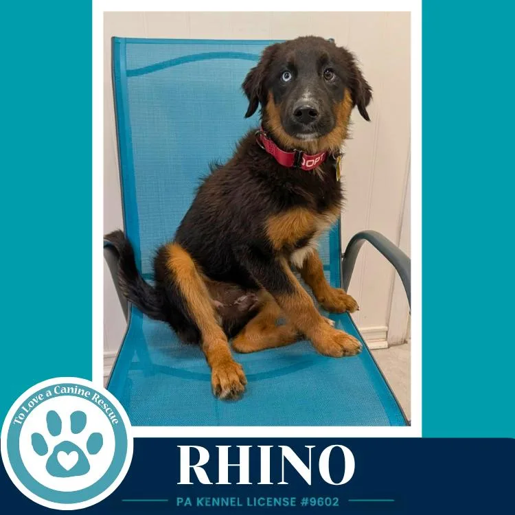 Rhino thumbnail 3