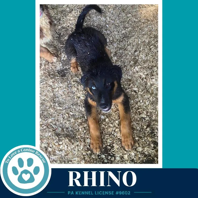 Rhino thumbnail 4