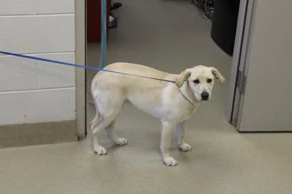 An adult medium-sized female Labrador Retriever dog named Molly for adoption in Farmers Branch, TX