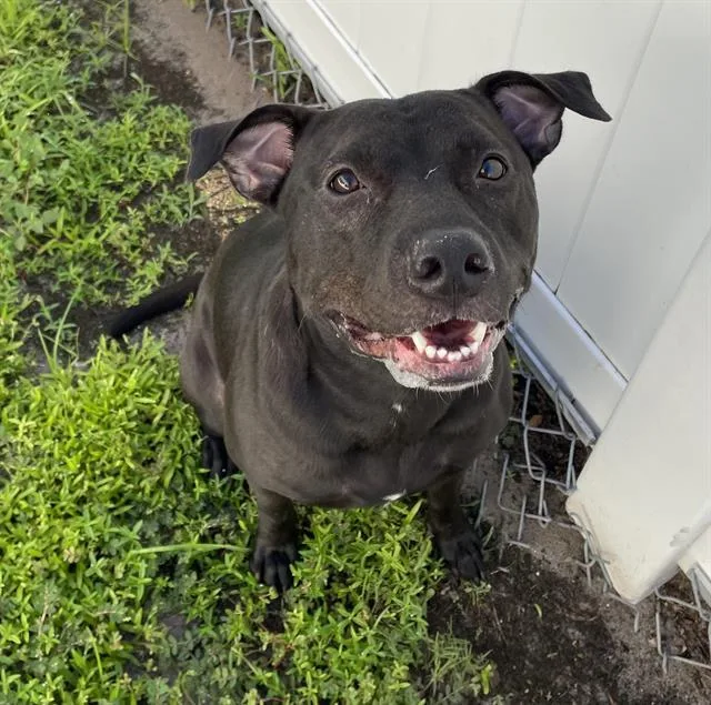 An adult medium-sized female Mixed Breed dog named Nala for adoption in Palmetto, FL