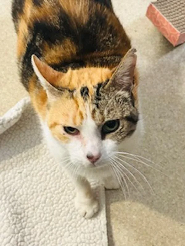 An adult small-sized female Domestic Short Hair cat named Minerva for adoption in Santa Rosa, CA