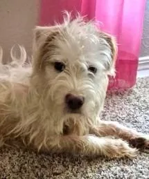 A young medium-sized male Terrier dog named Dennis for adoption in West Bloomfield, MI