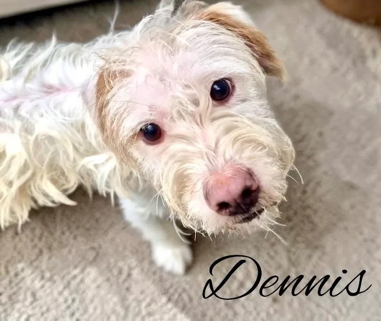 Dennis thumbnail 2