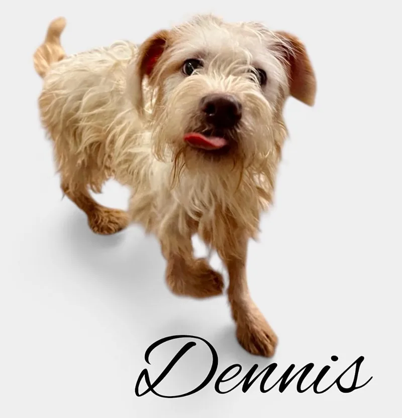 Dennis thumbnail 4