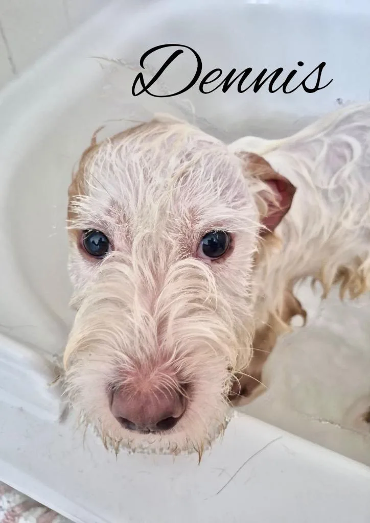 Dennis thumbnail 5