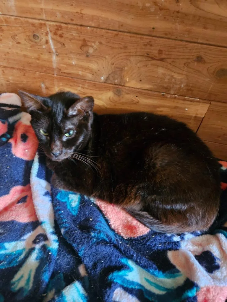 A young medium-sized female Domestic Short Hair cat named Blackberrywasp for adoption in Richland Hills, TX