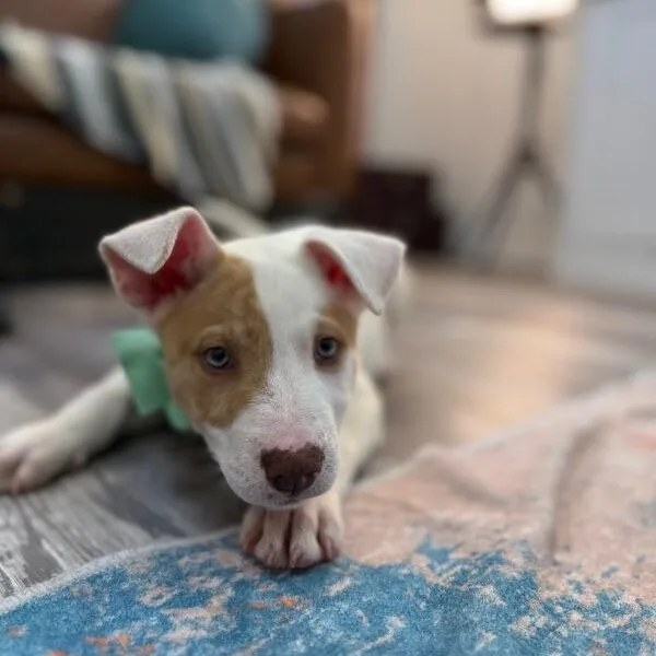 A baby medium-sized male White / Cream Pit Bull Terrier dog named Barry White for adoption in Friendswood, TX