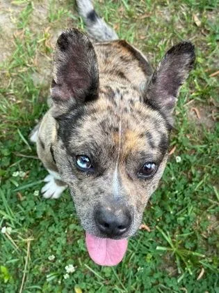 An adult medium-sized male Mixed Breed dog named Okefenokee for adoption in Atlanta, GA