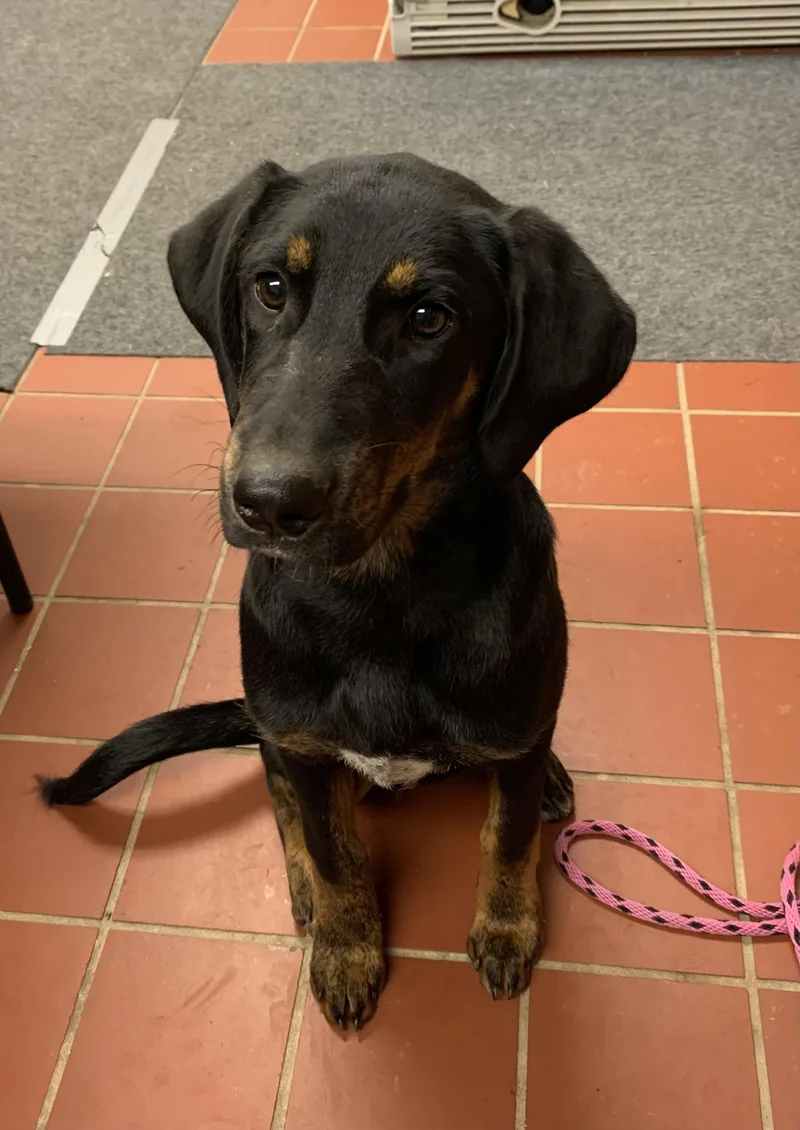 A baby medium-sized female Labrador Retriever dog named Latte for adoption in Chardon, OH
