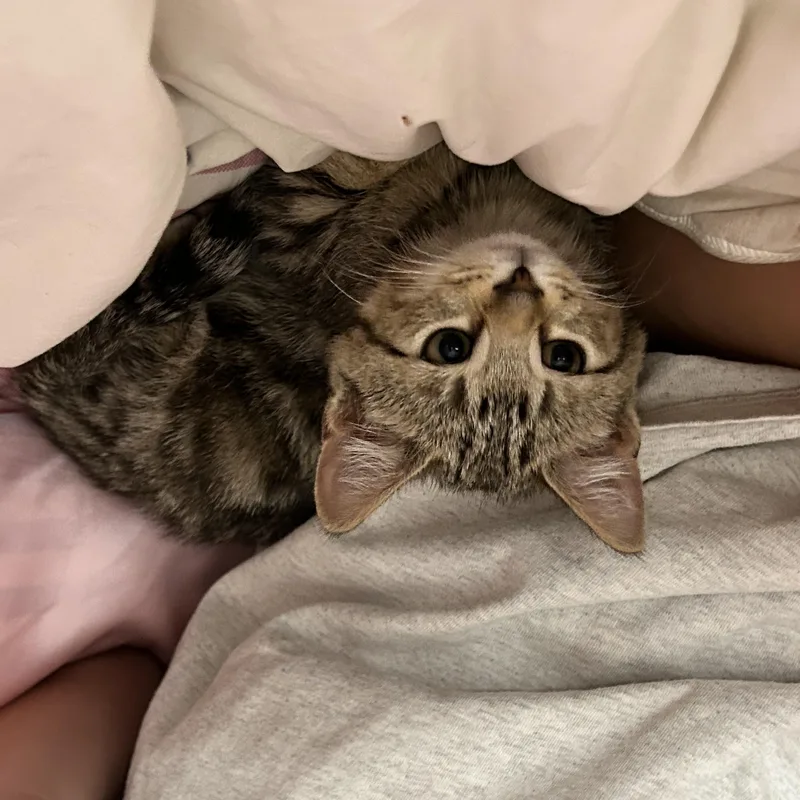Max