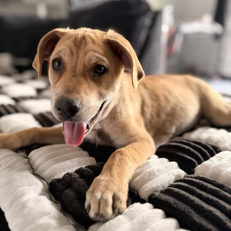 Scout
