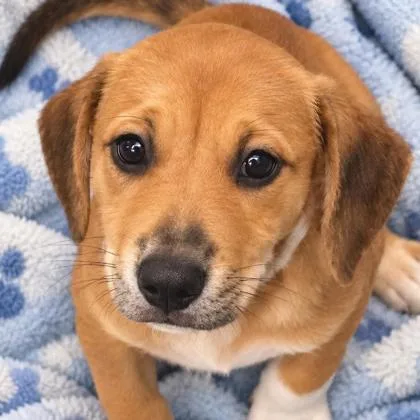 A baby large-sized female Labrador Retriever dog named Georgia for adoption in Morton Grove, IL