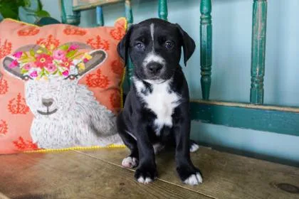 A baby small-sized male Labrador Retriever dog named Diddly Squat for adoption in San Antonio, TX