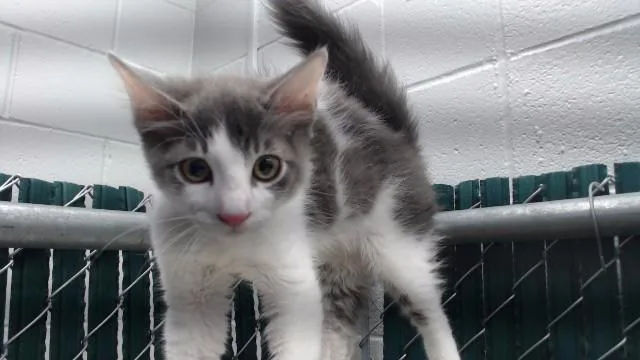 A baby medium-sized male Domestic Medium Hair cat named A for adoption in Downey, CA