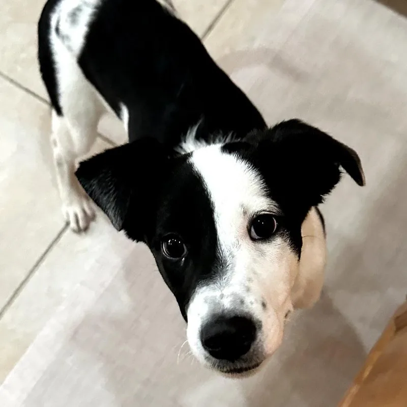 A young medium-sized female Australian Shepherd dog named Paris for adoption in Royal Palm Beach, FL