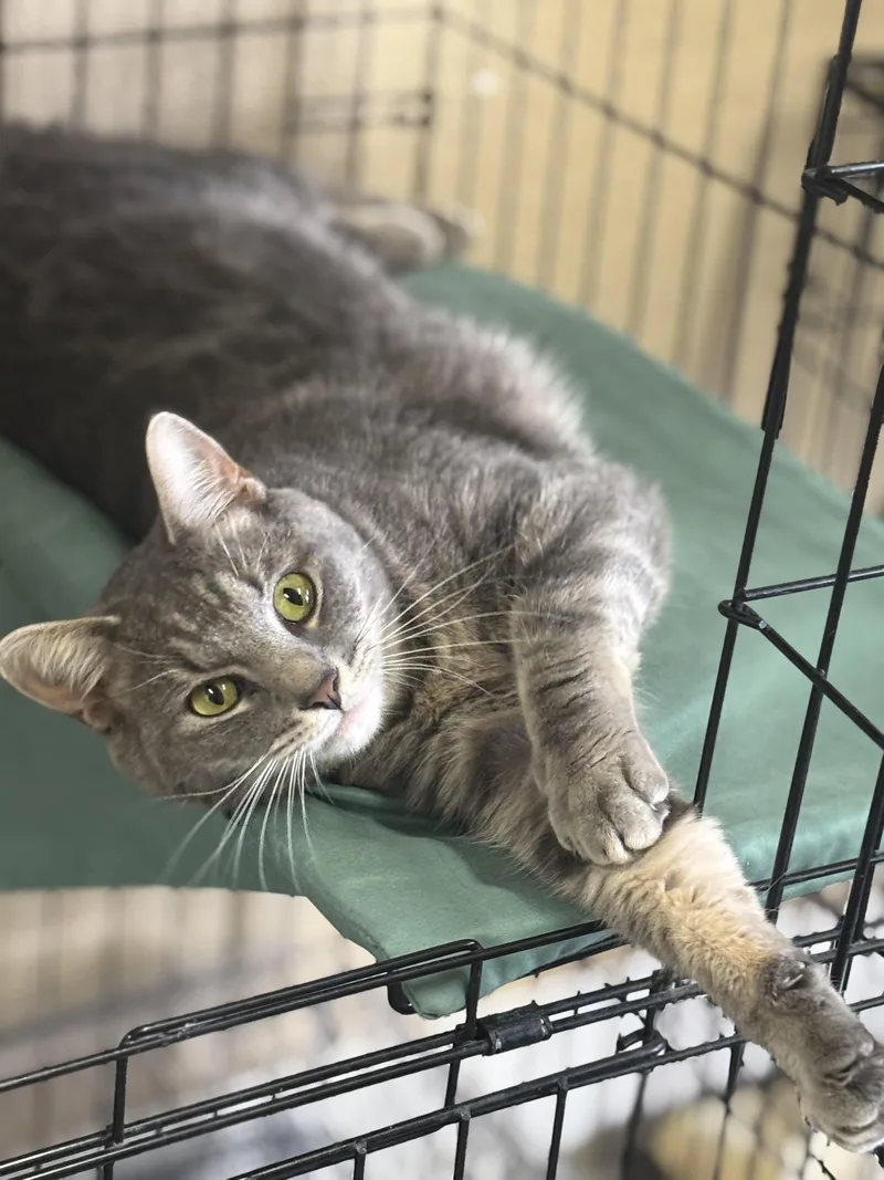 An adult medium-sized male Tabby (Gray / Blue / Silver) Domestic Short Hair cat named Oliver for adoption in Statesboro, GA
