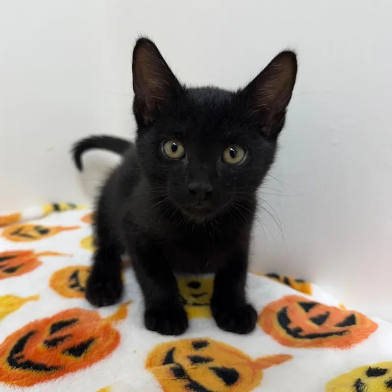 A baby small-sized male Black Domestic Short Hair cat named Hex for adoption in Long Beach, CA
