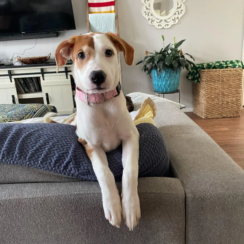A baby medium-sized female American Foxhound dog named Julep for adoption in Houston, TX
