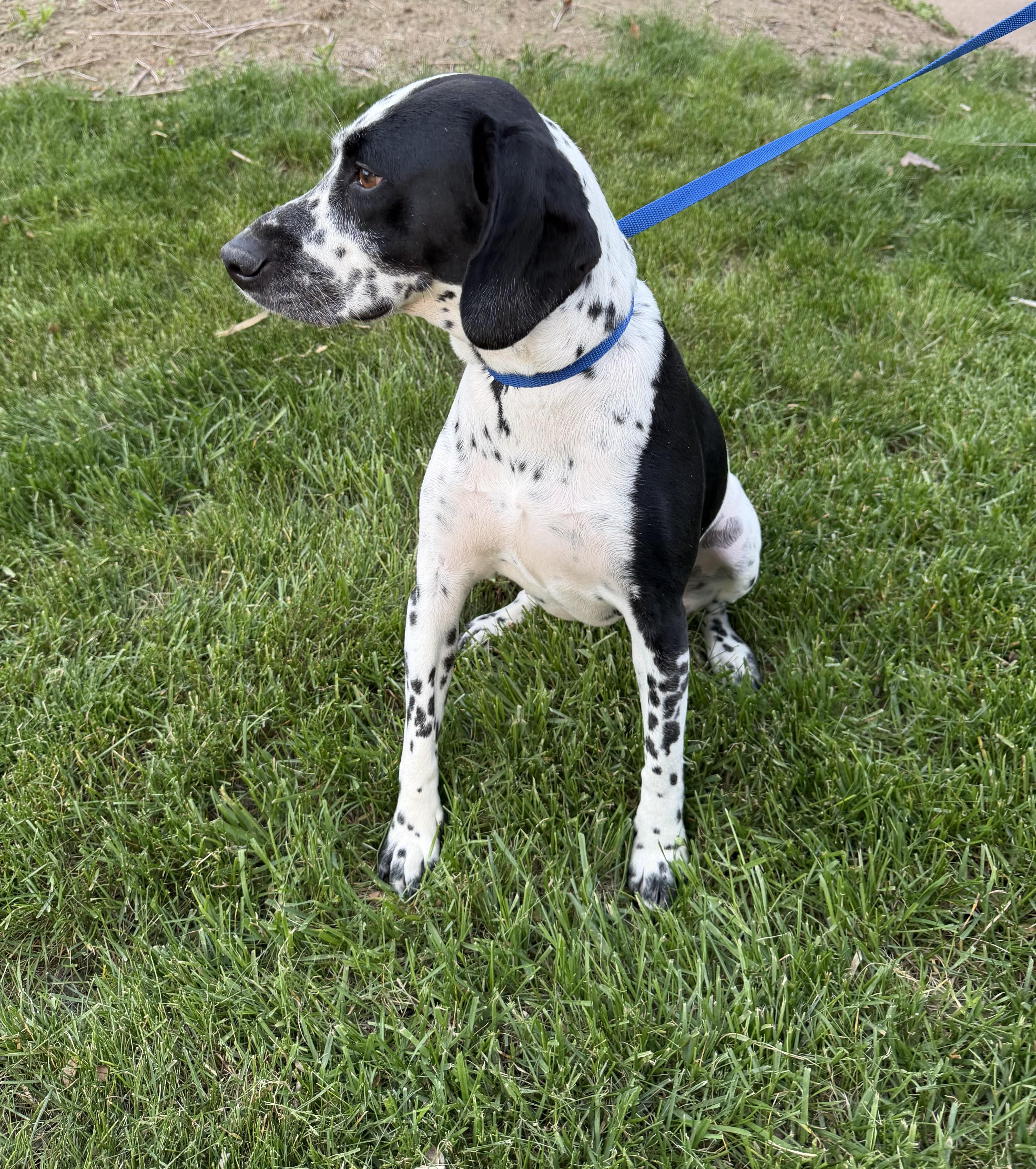 An adult medium-sized female Black Dalmatian dog named Lucky for adoption in Bettendorf, IA