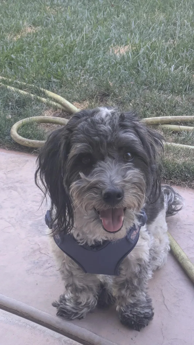 Scamp