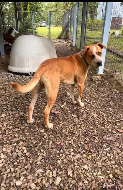 An adult medium-sized male Hound dog named Boots for adoption in Franklin, TN