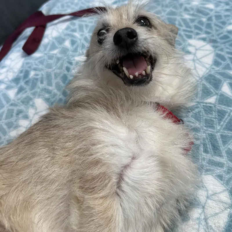 A senior small-sized male White / Cream Terrier dog named Scruffy for adoption in Delaware, OH