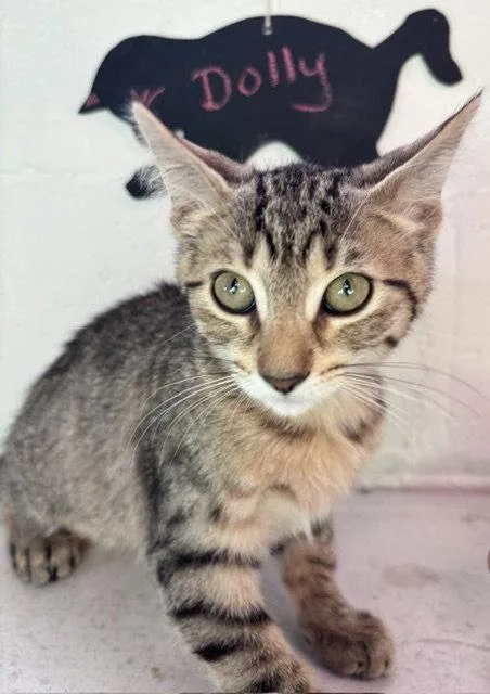 A baby medium-sized female Domestic Short Hair cat named Dolly for adoption in Wheaton, IL