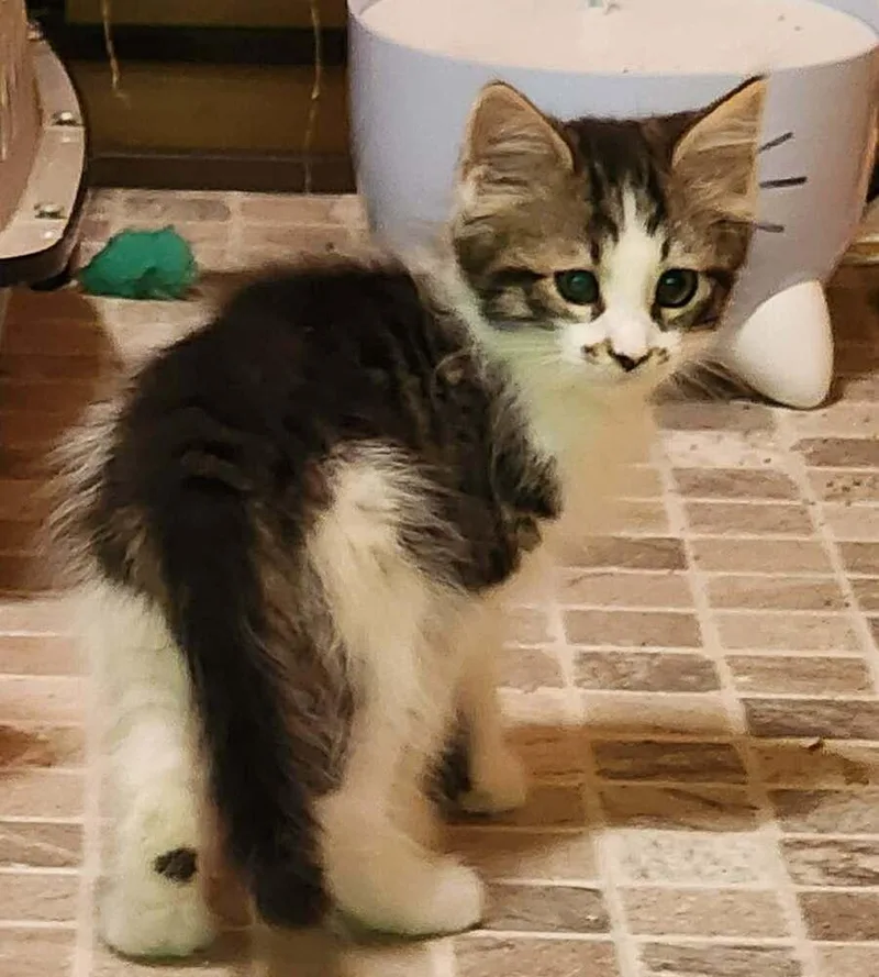 A baby medium-sized male Domestic Medium Hair cat named Wally for adoption in Candler, NC