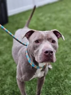An adult medium-sized male Mixed Breed dog named Chef for adoption in Savannah, GA