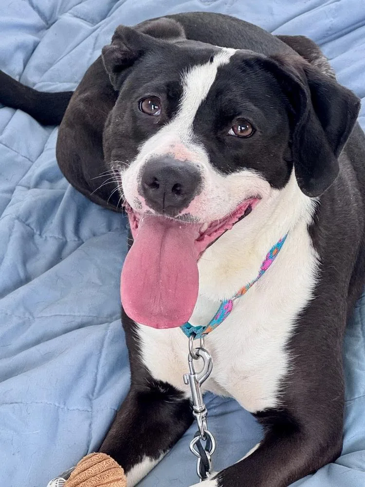 An adult large-sized female Tricolor (Brown, Black, & White) Pit Bull Terrier dog named Olivia for adoption in Kalamazoo, MI