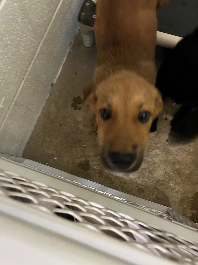 A baby medium-sized male Mixed Breed dog named Burrito for adoption in Morgantown, KY