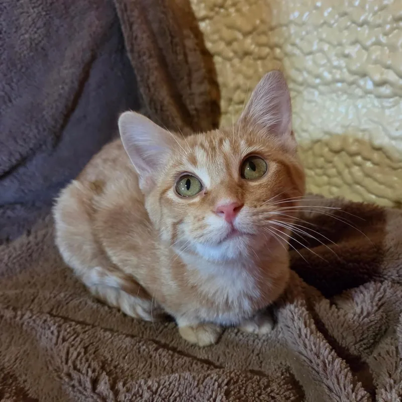 A baby small-sized female Orange / Red Domestic Short Hair cat named Pebbles for adoption in Park Falls, WI