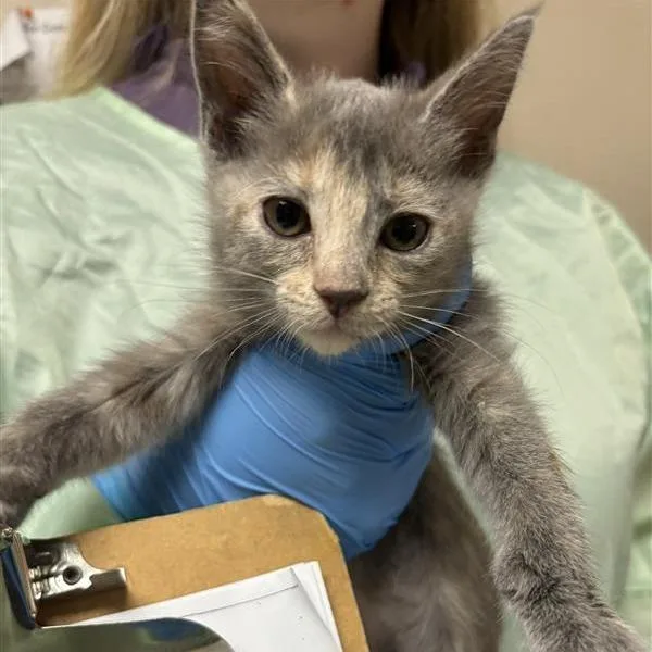 A baby small-sized female Torbie Domestic Short Hair cat named Mozzarella Stick for adoption in Tempe, AZ