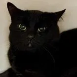 An adult medium-sized male Black Domestic Short Hair cat named Lloyd for adoption in Lansing, MI